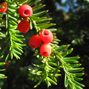 summeryewberry avatar