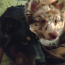 summoningspirits avatar