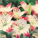 sunbeam-sketch avatar