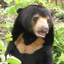 sunbearposting avatar