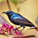 sunbird-haven avatar