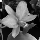 sundered-sadist avatar