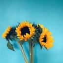 sunfl0wer-seeds avatar