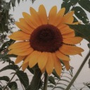 sunflowearly avatar