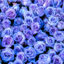 sunflower-12s-world avatar