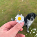 sunflower-fox avatar