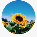 sunflower-horizon avatar