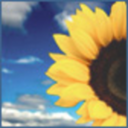 sunflower182 avatar