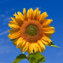 sunflower298 avatar