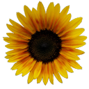 sunflowercoded avatar