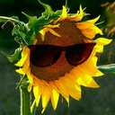 sunflowercorearchive avatar