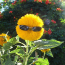 sunflowereyeez avatar