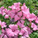 sunflowerfriend avatar