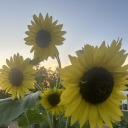 sunflowergardens-world avatar