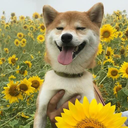 sunflowergif avatar