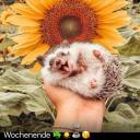 sunflowerhedgehog avatar