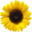 sunflowerlovesworld avatar