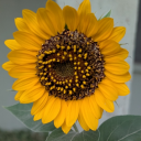 sunflowerpetals avatar