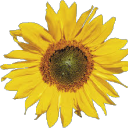 sunflowerpetalsfinds avatar