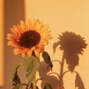 sunflowerpoetree avatar