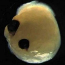 sunflowerraes avatar