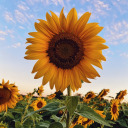 sunflowers-and-starlight avatar