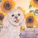 sunflowers-are-good-shit avatar