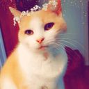 sunflowers-cats-and-sarcasm avatar