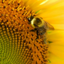 sunflowers13 avatar
