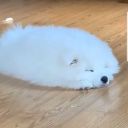 sunflowersandfoxes avatar