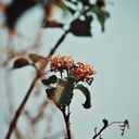 sunflowersandlilies avatar