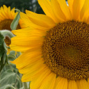 sunflowersandsonnets avatar