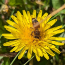 sunflowersandspikes avatar