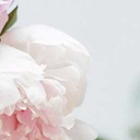 sunflowersandstringlights avatar