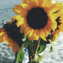 sunflowersaretheprettiest-blog avatar