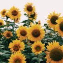 sunflowersfordays avatar