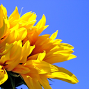 sunflowerssinging avatar