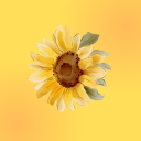sunflowerzxz avatar
