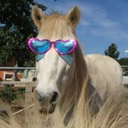 sunglasseshorse avatar