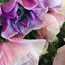 sunkissed-melody avatar