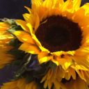 sunkissed-soul11 avatar