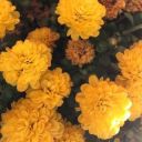 sunkissedstanzas avatar