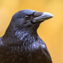 sunlessbastard avatar