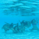 sunlight-and-water-fights avatar