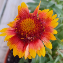sunlight-wildflowers avatar