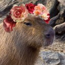 sunlit-capybara avatar