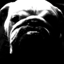 sunny-disposition avatar