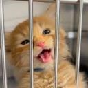 sunny-hornblogging avatar