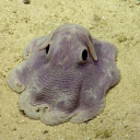 sunnydaffocynth avatar