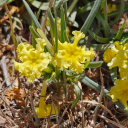 sunnylovesfandom avatar